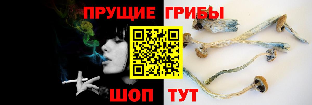 Чайковский  Галлюциногенные грибы MAGIC MUSHROOMS  Вход с VPN 